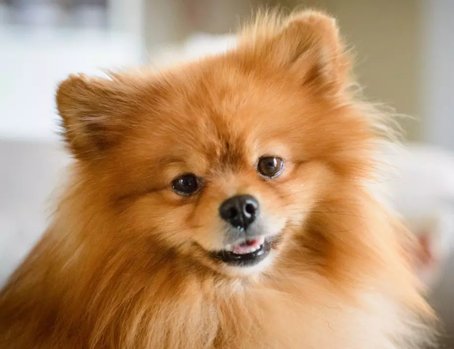  Дребни и лоялни: 7 породи малки кучета, които имат големи сърца