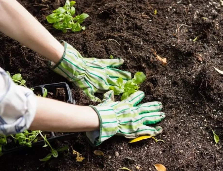  Подготовка на почвата: Как да подготвите градинската почва за засаждане?