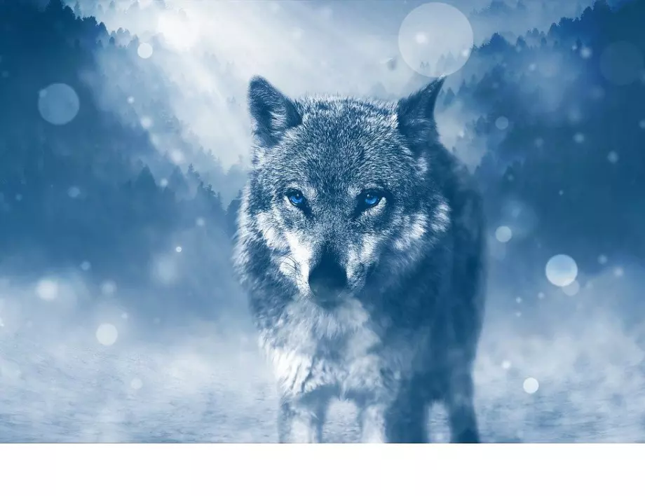  Коя зодия е вълк единак - винаги е сама срещу всички?