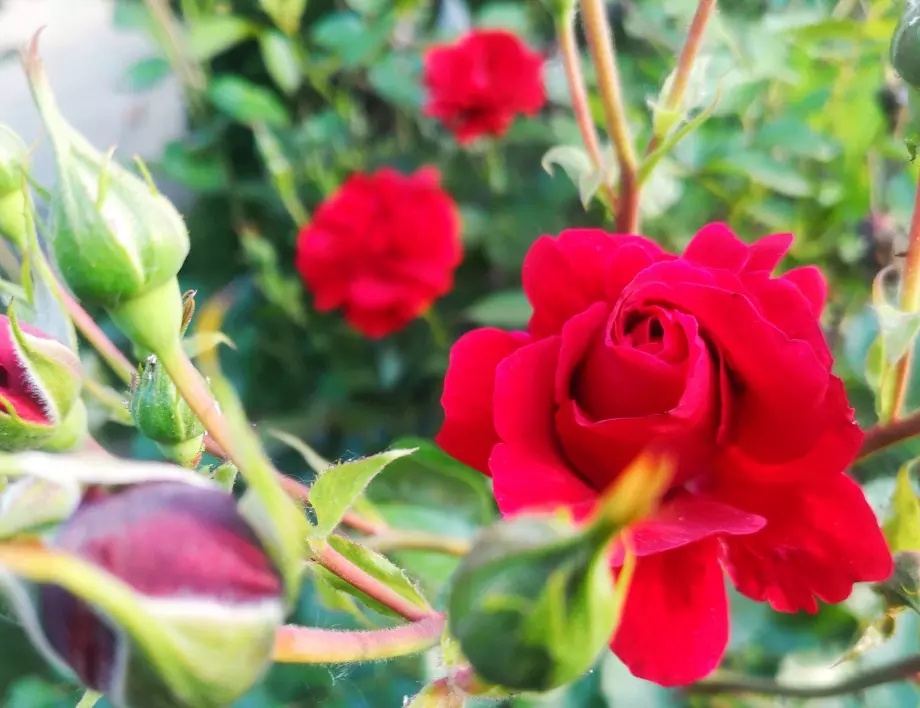 Кога се прави пролетната резитба на рози – за обилен цъфтеж