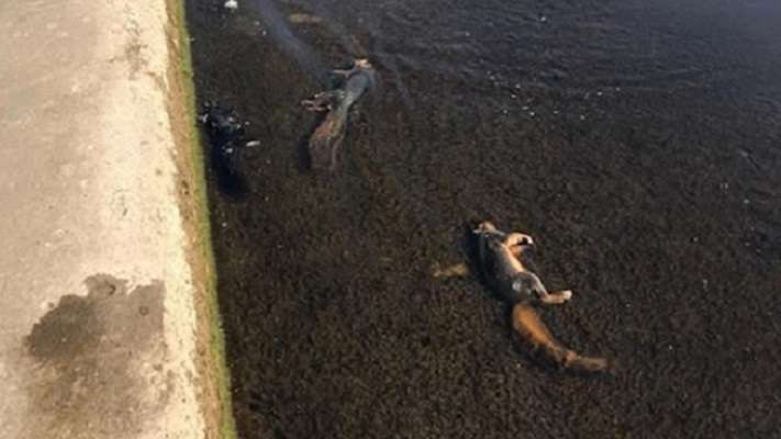 Стотици мъртви катерици са изхвърлени на плажа на езерото Мичиган