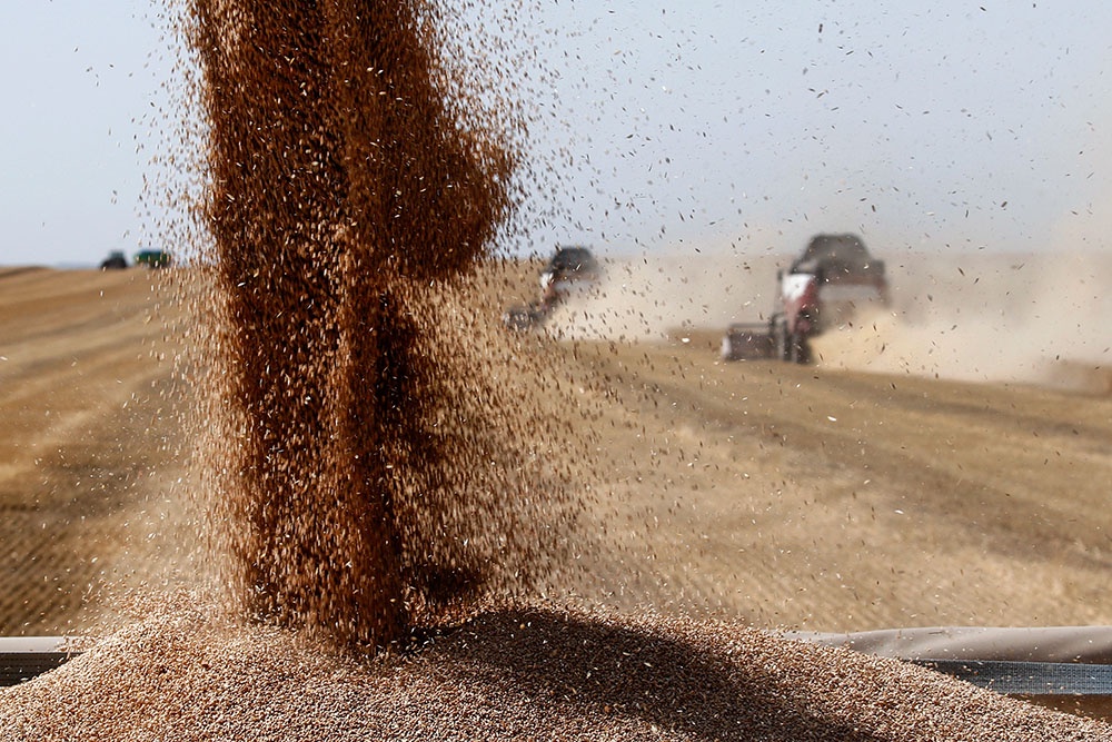 На долю России приходится около 20% от всего мирового экспорта продовольственной пшеницы. Тогда как Украина поставляет на внешние рынки в основном кукурузу и фуражное зерно, которые идут на корм скоту. / Валерий Матыцин / ТАСС