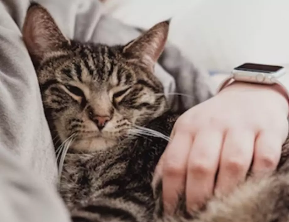  Учени разкриха защо котките обичат да спят в краката ви
