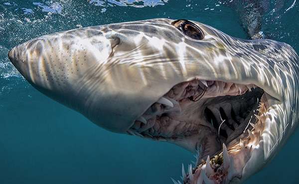 Какво е отхапало главата на гигантска мако акула?
