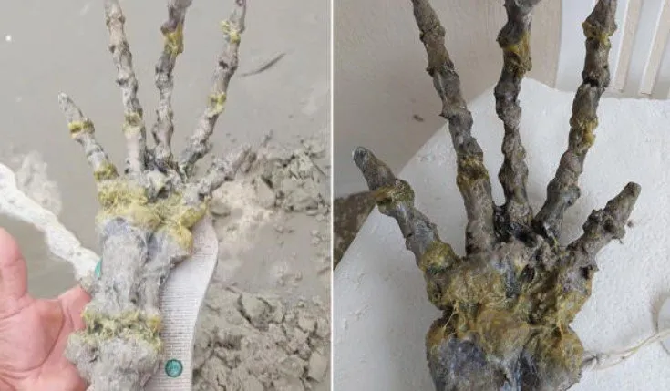 Мистериозен „извънземен крайник“ изхвърли морето на плаж в Бразилия