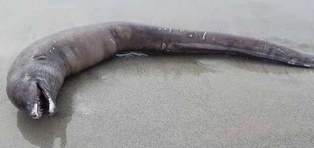 Тихият океан изхвърли странен морски звяр