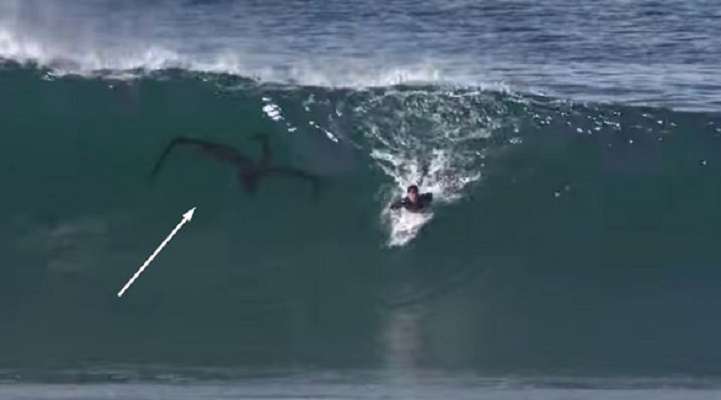 Огромно създание с четири крака се появява близо до сърфист (видео)