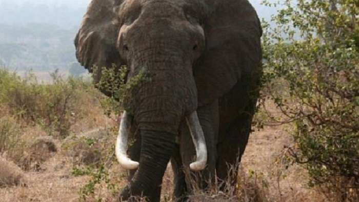 Мистерията за смъртта на над 150 слона в Ботсвана