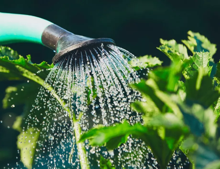 Защо НЕ трябва да поливате градината на обяд при силно слънце?
