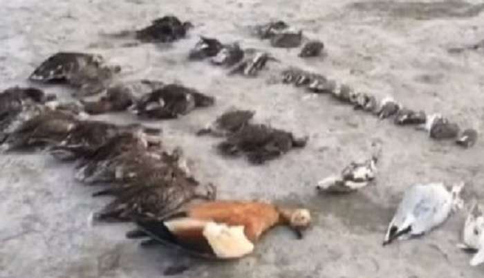 Повече от 5 хиляди птици умират внезапно от мистериозна смърт
