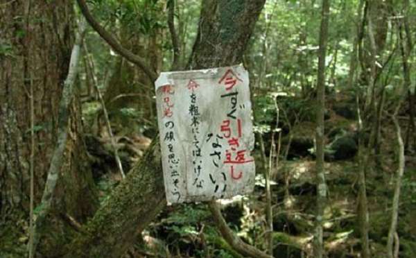 Гората Аокигахара в Япония, наречена Гората на самоубийците