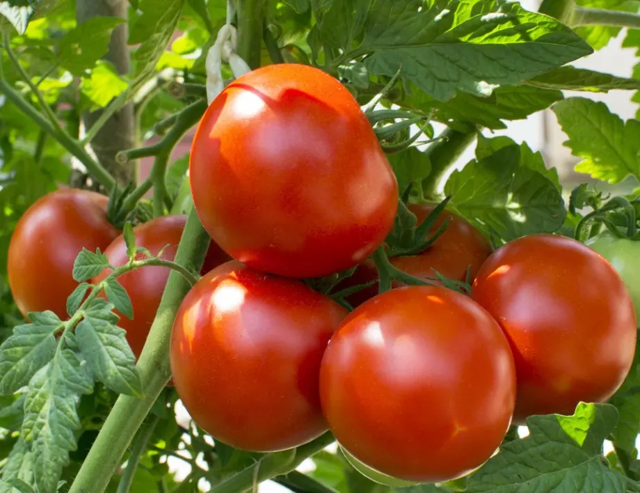 Грижа за доматените растения: Пътят към БОГАТА реколта