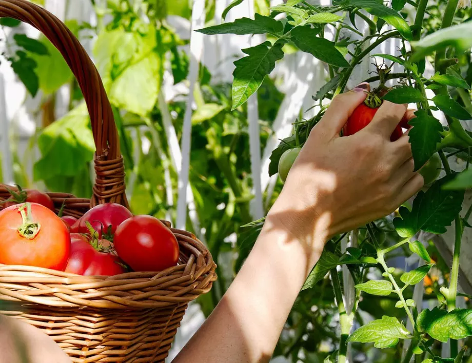 Перфектни условия за ВКУСНИ и сочни домати в градината