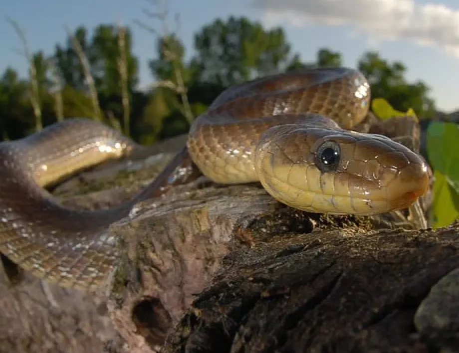 Най-дългата змия в България – колко е дълга?