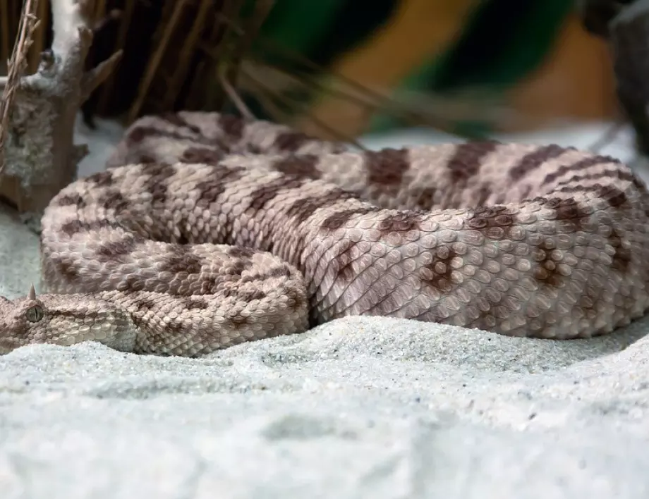 Пазете се! Това е най-отровната змия в България