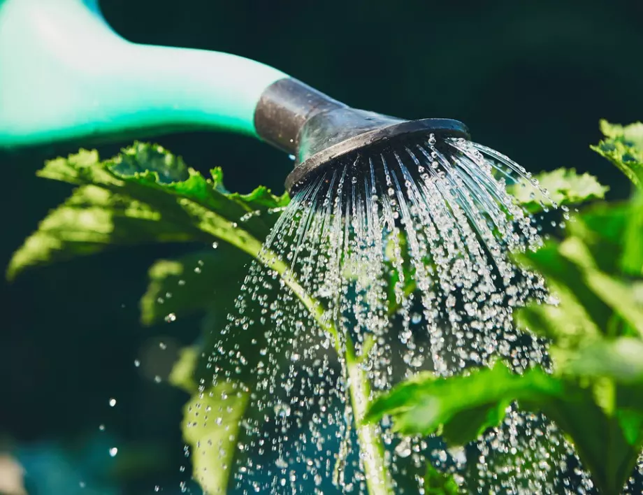 Колко често трябва да поливате чушките в градината?