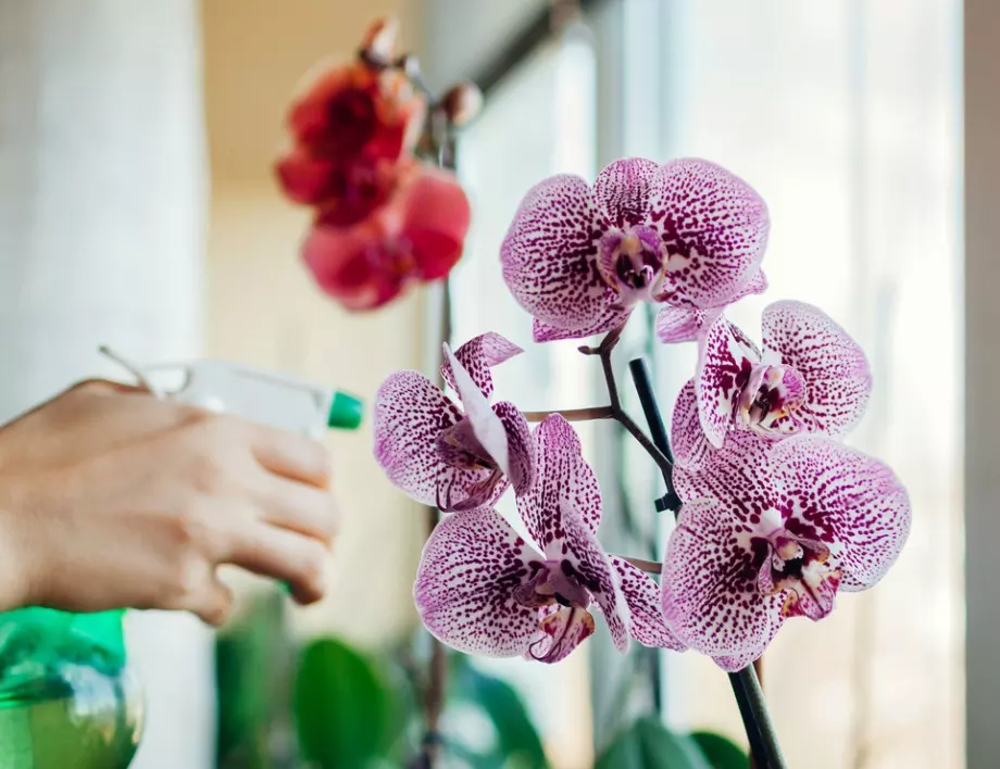 Орхидеите няма да спрат да цъфтят, ако положите ТЕЗИ грижи