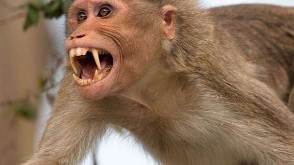 Изследователят Ник Редфърн разказва за хищни маймуни – мутанти