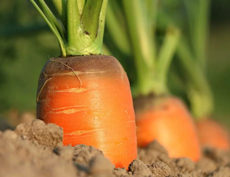 Растения, които да засадите до морковите, за да имате БОГАТА реколта
