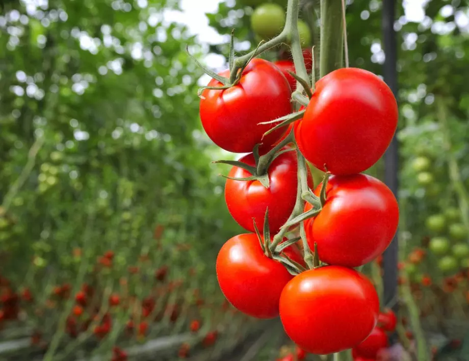 Защо хитрите градинари никога НЕ изхвърлят листата на доматите?