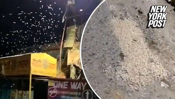 В индийски град заваля дъжд от бели червеи и покри целия район (видео)