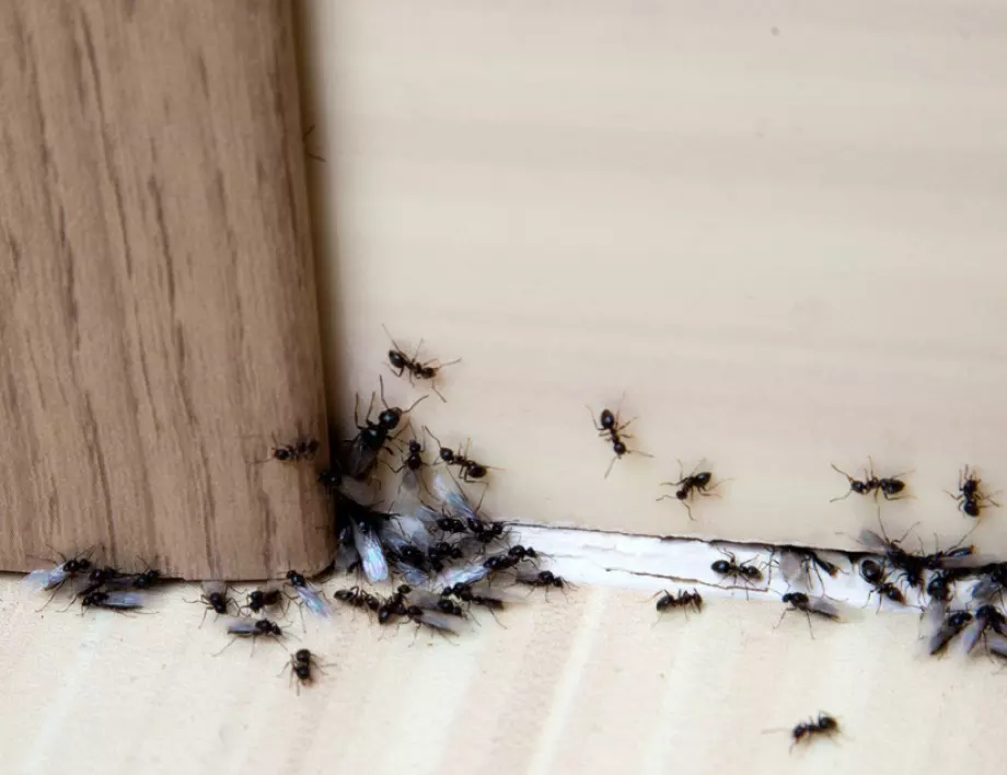 Как да изгоним мравките от къщата и градина?