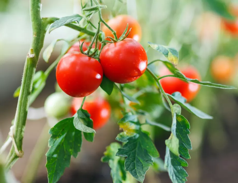 Специалният разтвор, който ще умножи реколтата ви от домати ПО ПЕТ