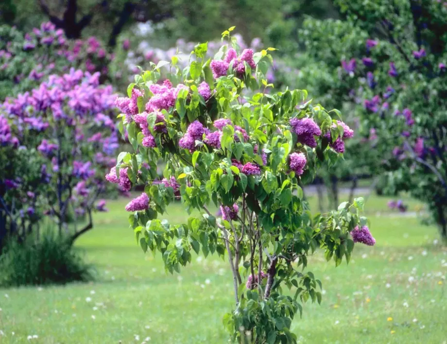 Люляк в градината: Засаждане и грижа за страхотни цветове