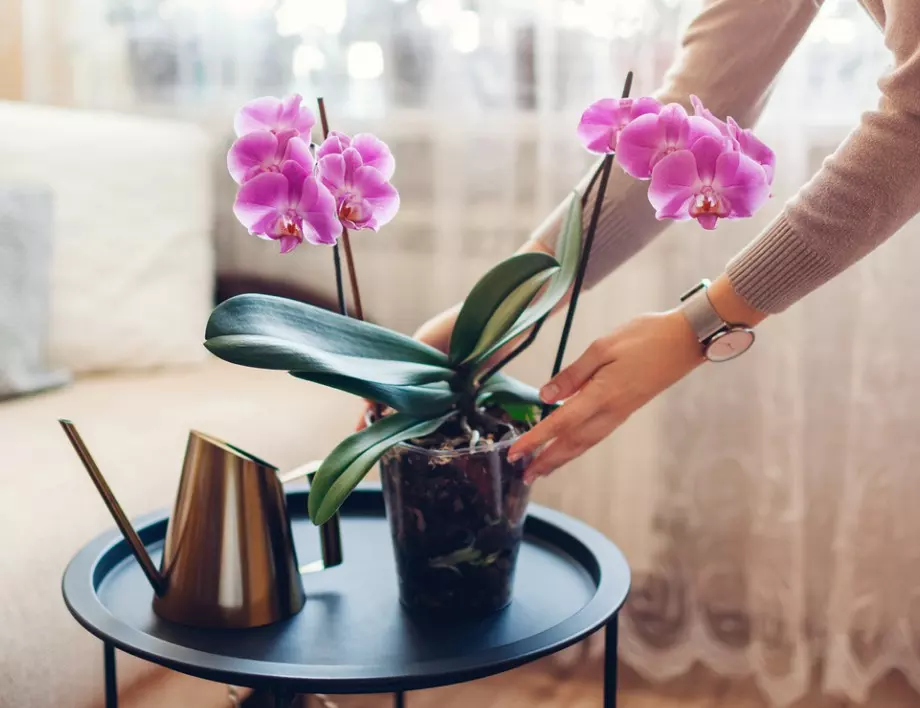 Всеки ден съсипвате орхидеята си, ако правите това!