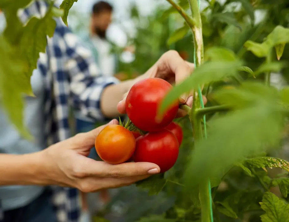 Природни средства за защита на доматите от жегата
