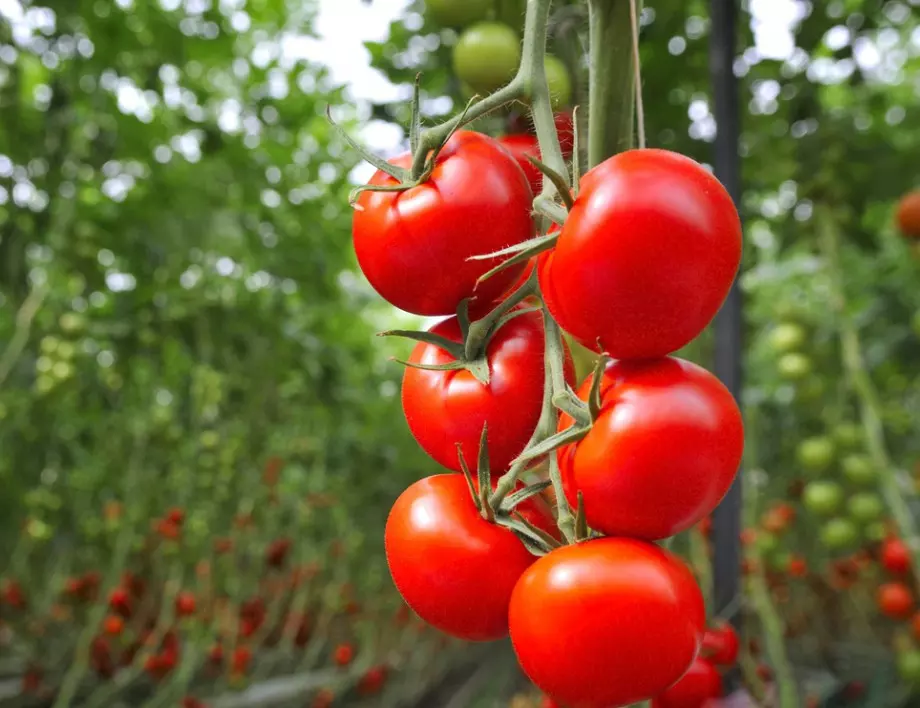 Как да торим доматите за изобилна реколта?