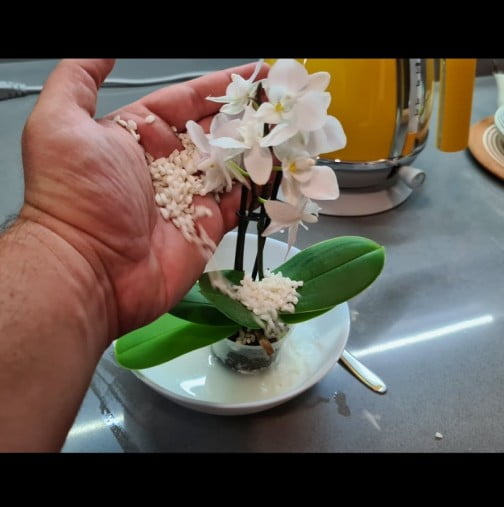 Защо слагам ШЕПА ОРИЗ в саксията с орхидеята: