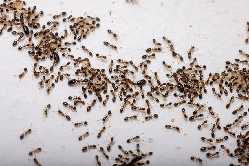 Как да премахнем трайно всички мравки, бълхи и хлебарки