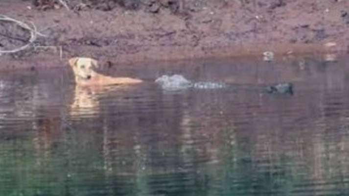 В Индия три крокодила спасяват куче затънало в река
