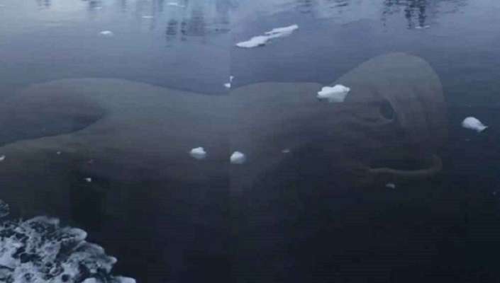 Огромно мистериозно създание е забелязано в дълбините край Антарктида (видео)